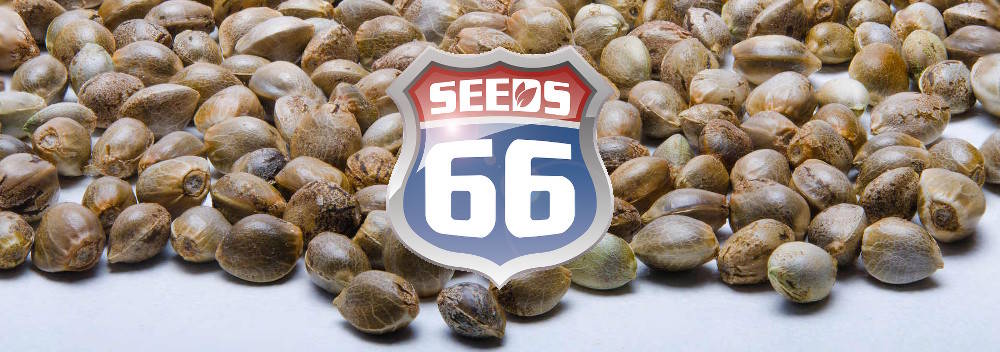 Acheter des graines de cannabis dans le Seedshop Seeds66