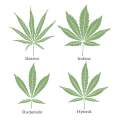   La cannabis Indica
Une...